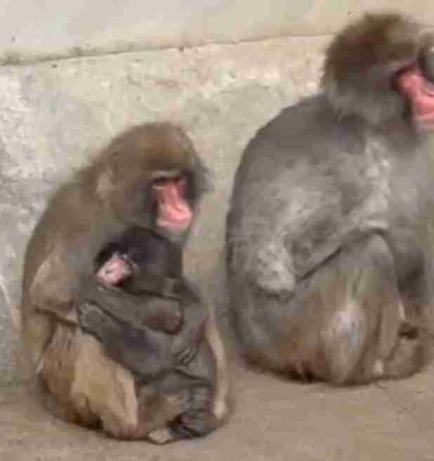 話題のニホンザル「パンチ」にいじめ? 動画拡散で市川動植物園が〝異例〟の声明 「攻撃ではなくコミュニケーション」