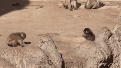 話題のニホンザル「パンチ」にいじめ? 動画拡散で市川動植物園が〝異例〟の声明 「攻撃ではなくコミュニケーション」
