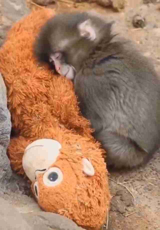 話題のニホンザル「パンチ」にいじめ? 動画拡散で市川動植物園が〝異例〟の声明 「攻撃ではなくコミュニケーション」
