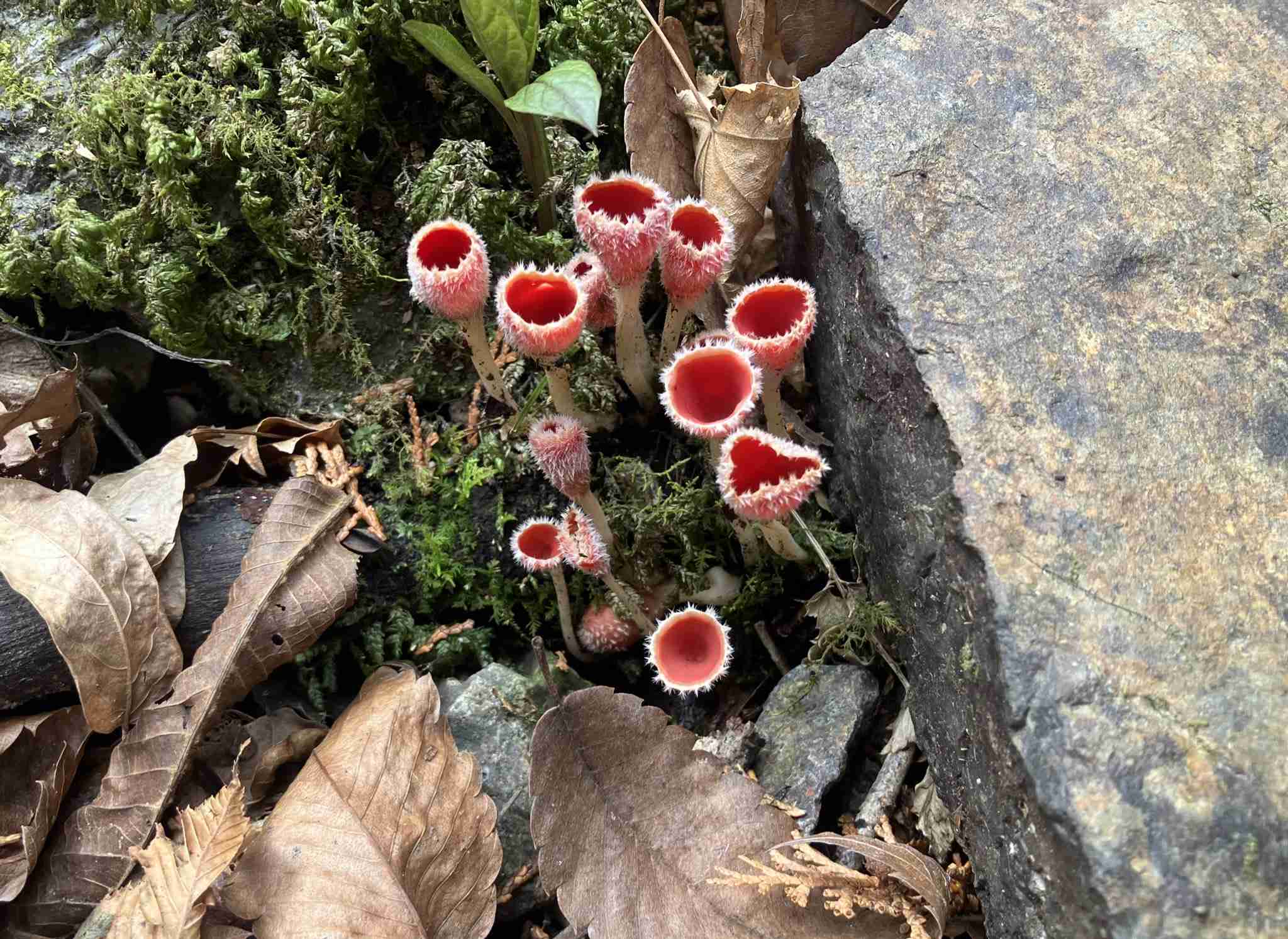 小さい頃に食べたことがある、その辺に生えてる植物