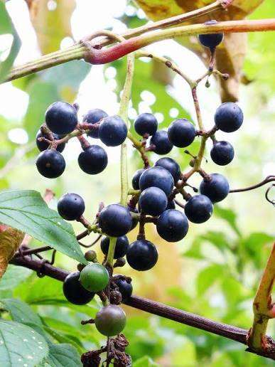 小さい頃に食べたことがある、その辺に生えてる植物