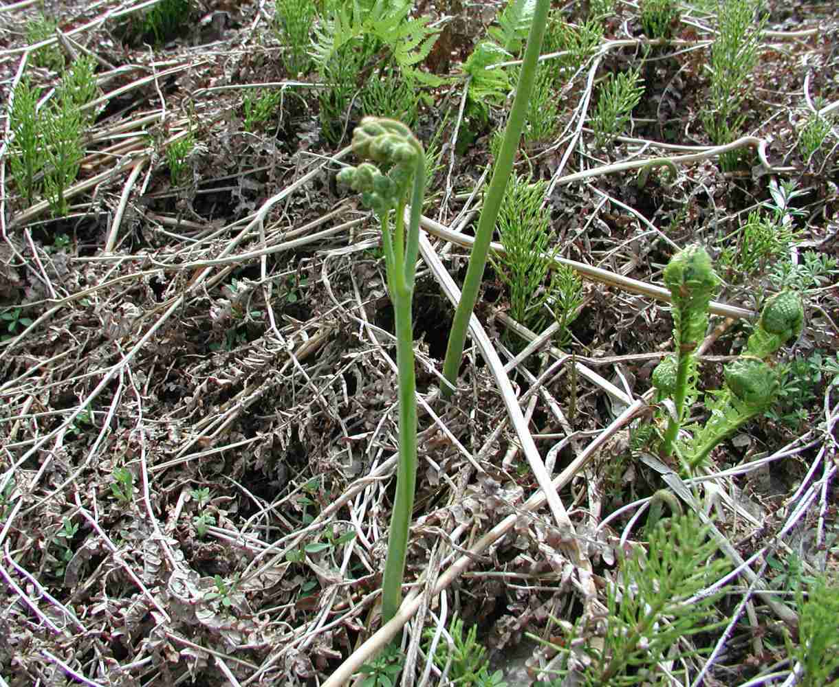 小さい頃に食べたことがある、その辺に生えてる植物