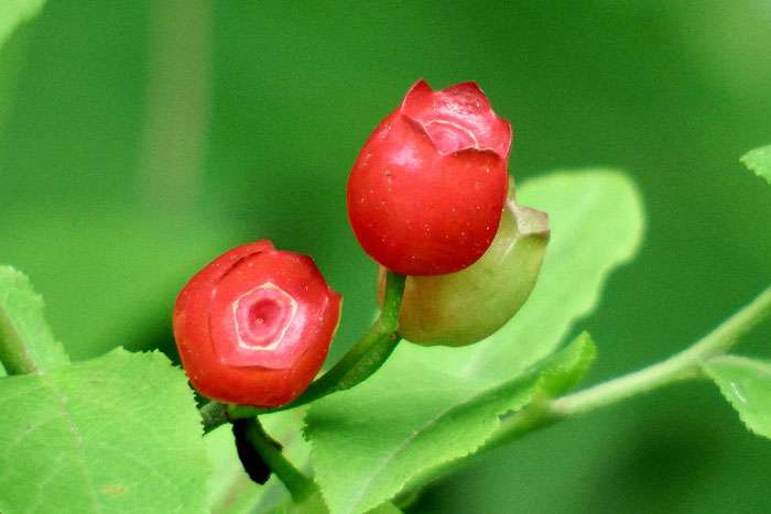 小さい頃に食べたことがある、その辺に生えてる植物