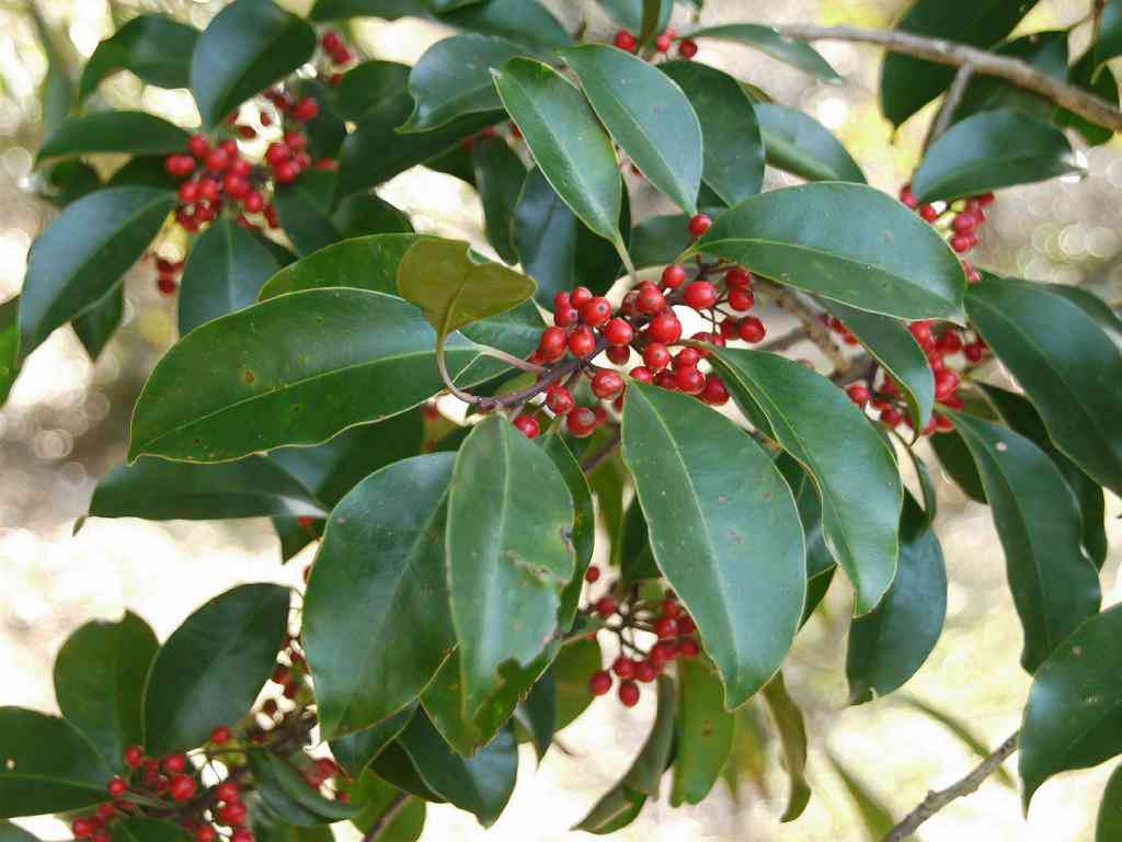 小さい頃に食べたことがある、その辺に生えてる植物