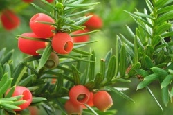 小さい頃に食べたことがある、その辺に生えてる植物