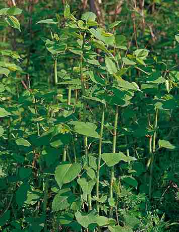 小さい頃に食べたことがある、その辺に生えてる植物