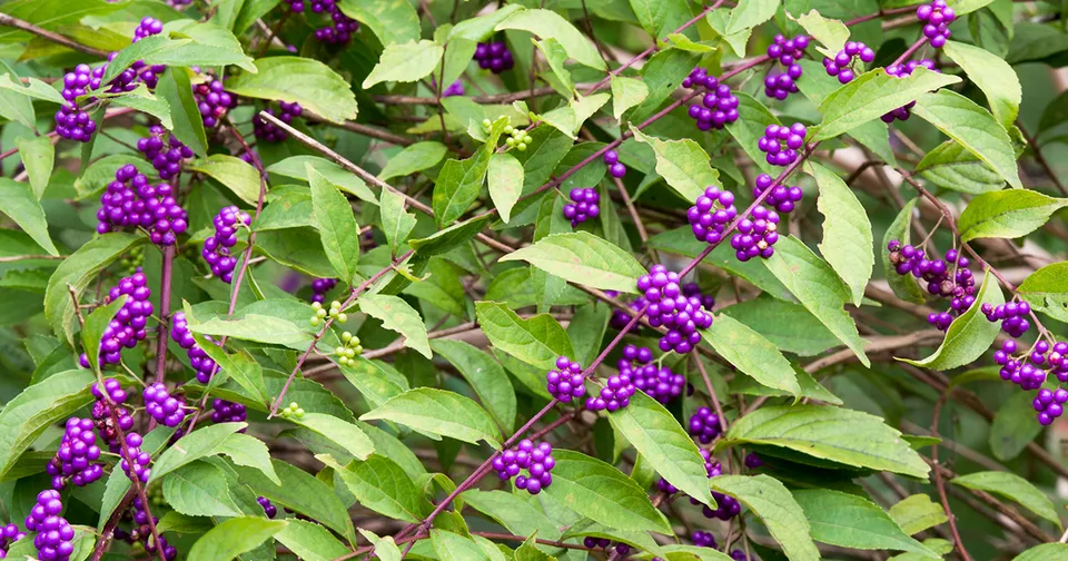 小さい頃に食べたことがある、その辺に生えてる植物