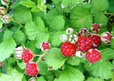 小さい頃に食べたことがある、その辺に生えてる植物