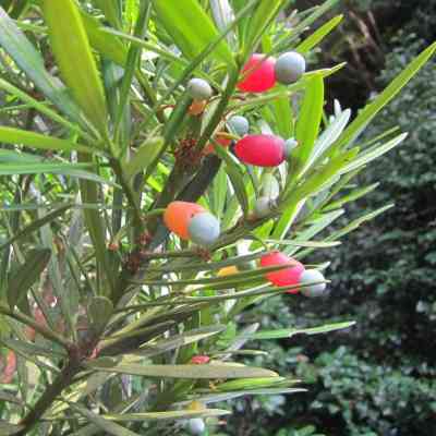 小さい頃に食べたことがある、その辺に生えてる植物