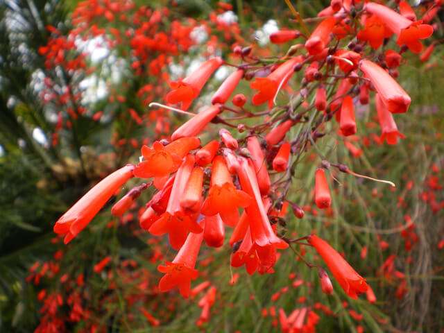 小さい頃に食べたことがある、その辺に生えてる植物