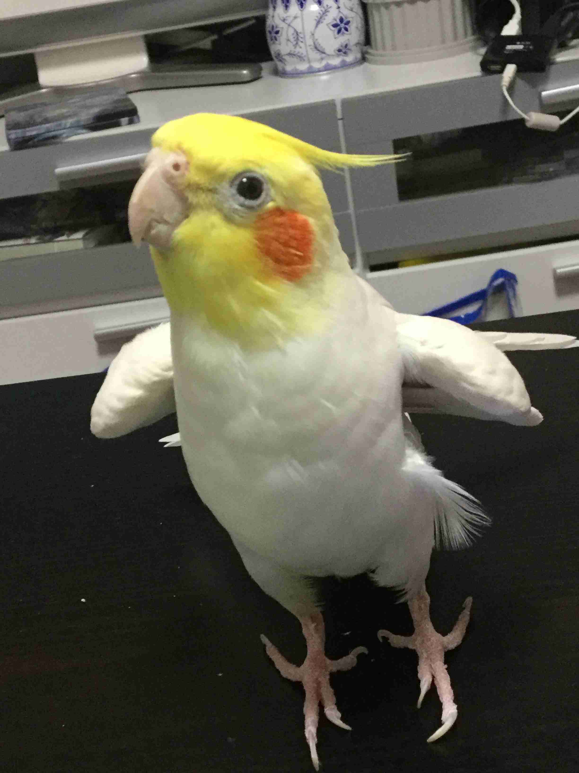 【世界最小のオウム】オカメインコ好きな人、飼ってる人Part5【オレンジチーク】