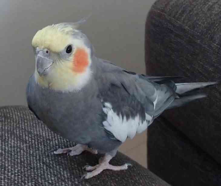 【世界最小のオウム】オカメインコ好きな人、飼ってる人Part5【オレンジチーク】