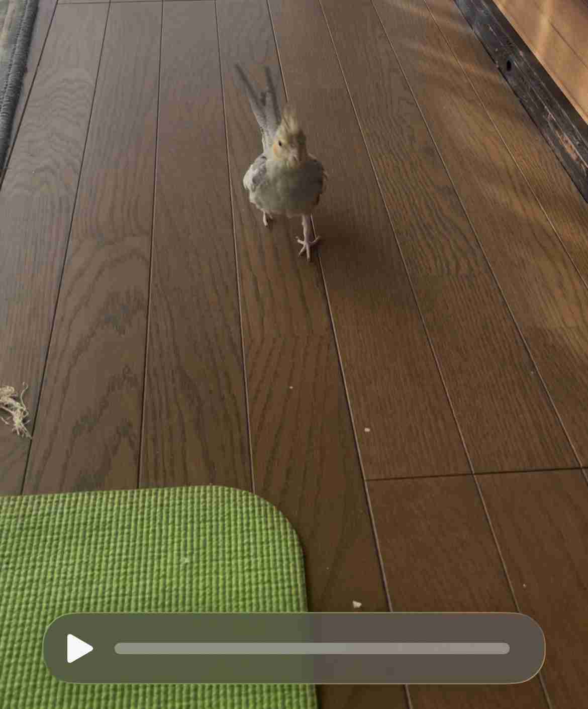 【世界最小のオウム】オカメインコ好きな人、飼ってる人Part5【オレンジチーク】