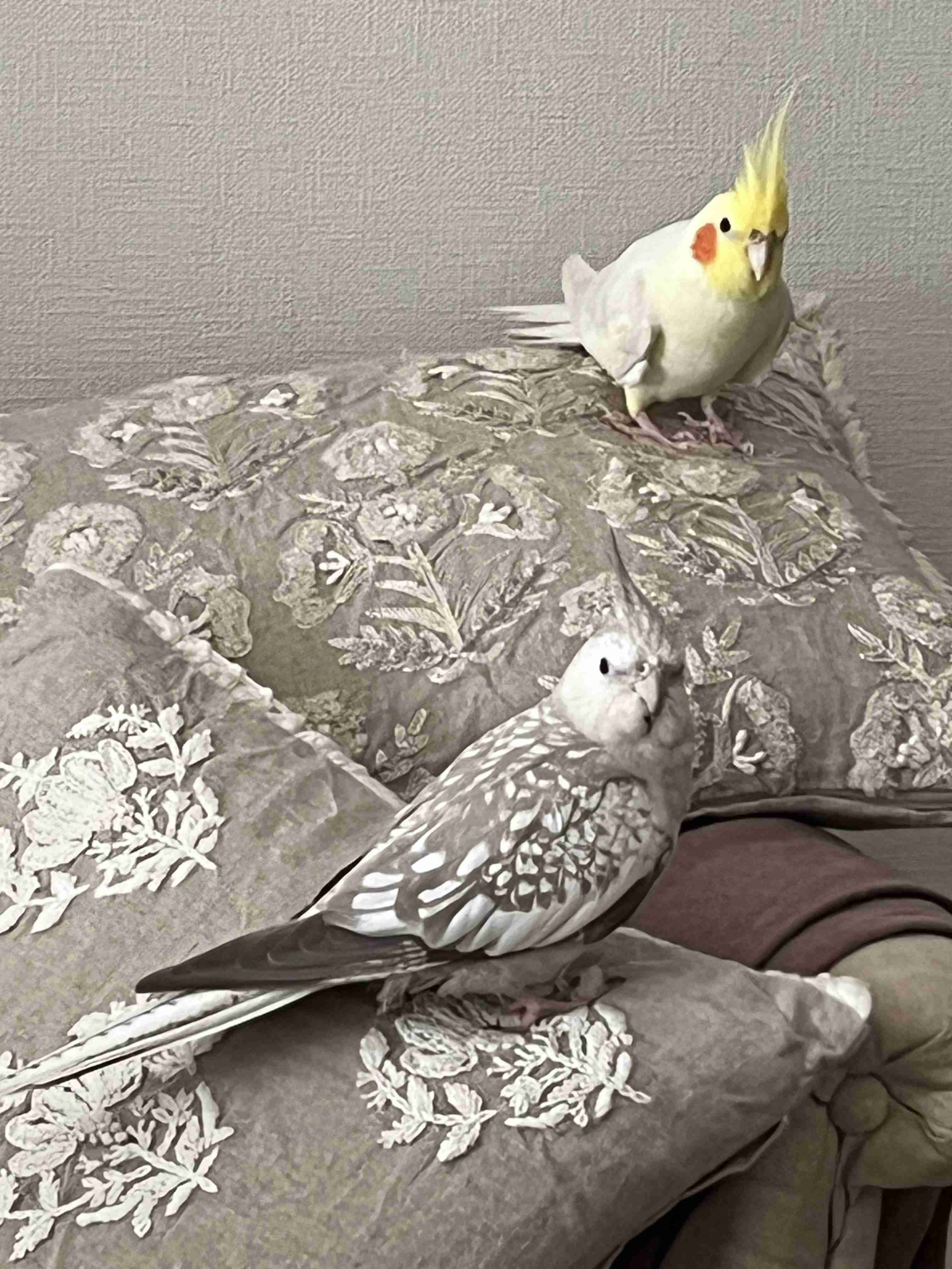 【世界最小のオウム】オカメインコ好きな人、飼ってる人Part5【オレンジチーク】
