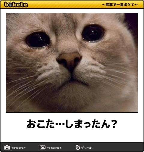 こたつもう片付けた?