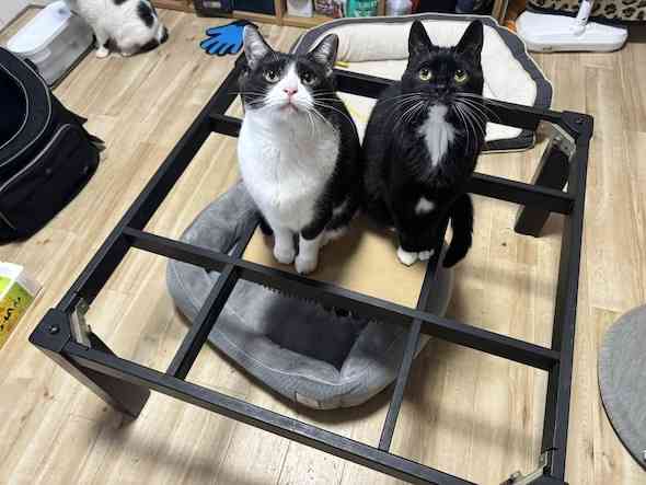 こたつもう片付けた?