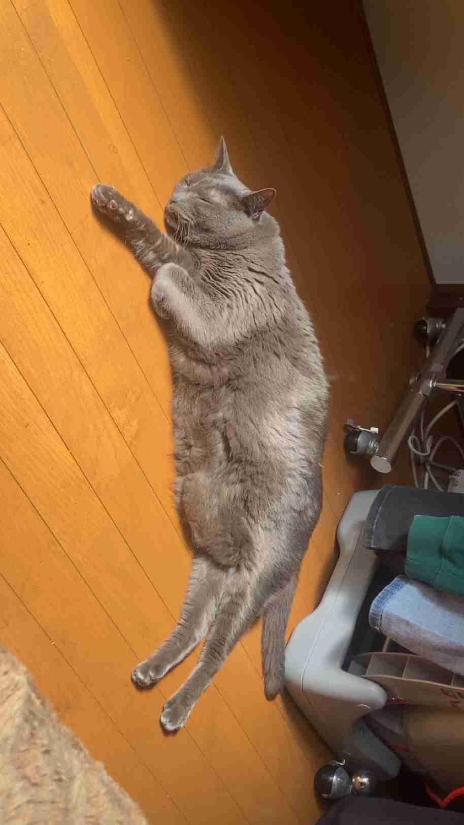 【2月22日】今日のうちの猫