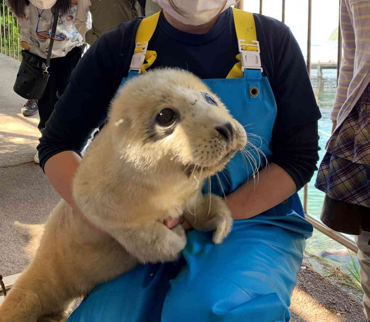 静岡の水族館でゴマフアザラシの赤ちゃん誕生！流氷と同じ色の“白い産毛”が見られるのは今だけ　伊豆・三津シーパラダイス