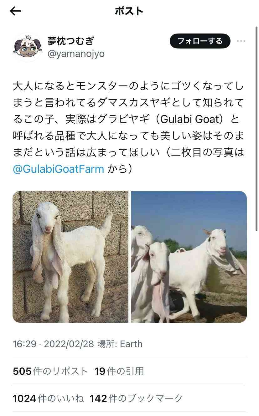 【独自】《ドバイ“ヤギ案件”の闇》ドバイの路上で発見されたウクライナ美女(21)が独占告白、“地獄のパーティー”で男性に襲われて手術10回の重傷を負う「当局が治療費を負担する代わりに…」