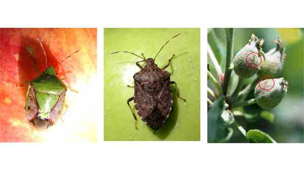 カメムシとの正しい付き合い方