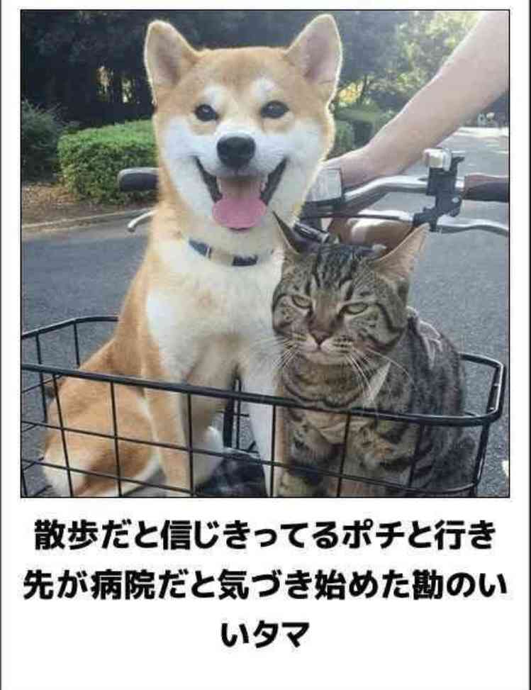 あまり貼られないけど好きな「bokete」の画像貼っていくトピPart21