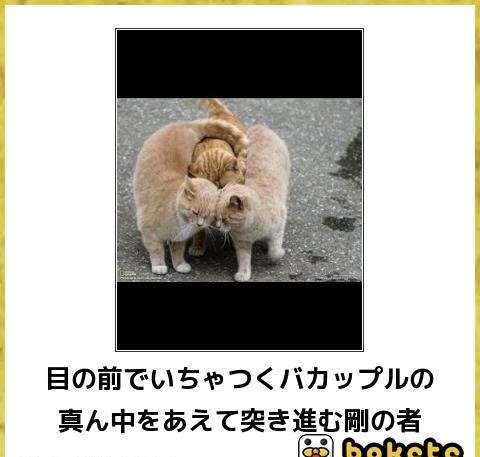 あまり貼られないけど好きな「bokete」の画像貼っていくトピPart21