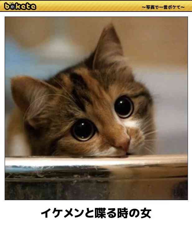 あまり貼られないけど好きな「bokete」の画像貼っていくトピPart21