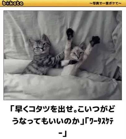 あまり貼られないけど好きな「bokete」の画像貼っていくトピPart21