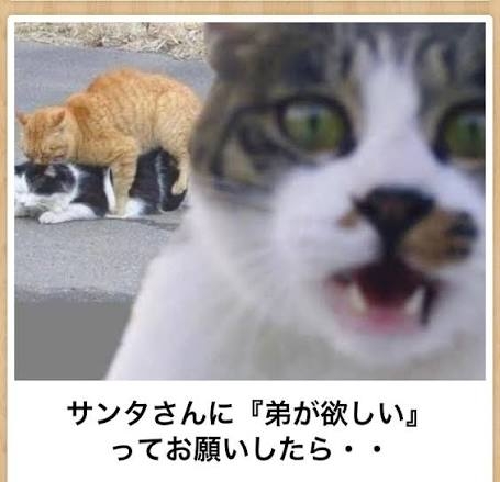 あまり貼られないけど好きな「bokete」の画像貼っていくトピPart21