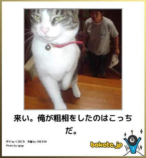 あまり貼られないけど好きな「bokete」の画像貼っていくトピPart21