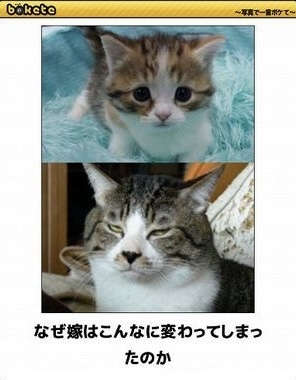 あまり貼られないけど好きな「bokete」の画像貼っていくトピPart21