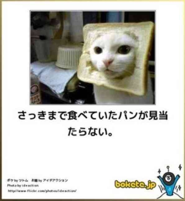 あまり貼られないけど好きな「bokete」の画像貼っていくトピPart21