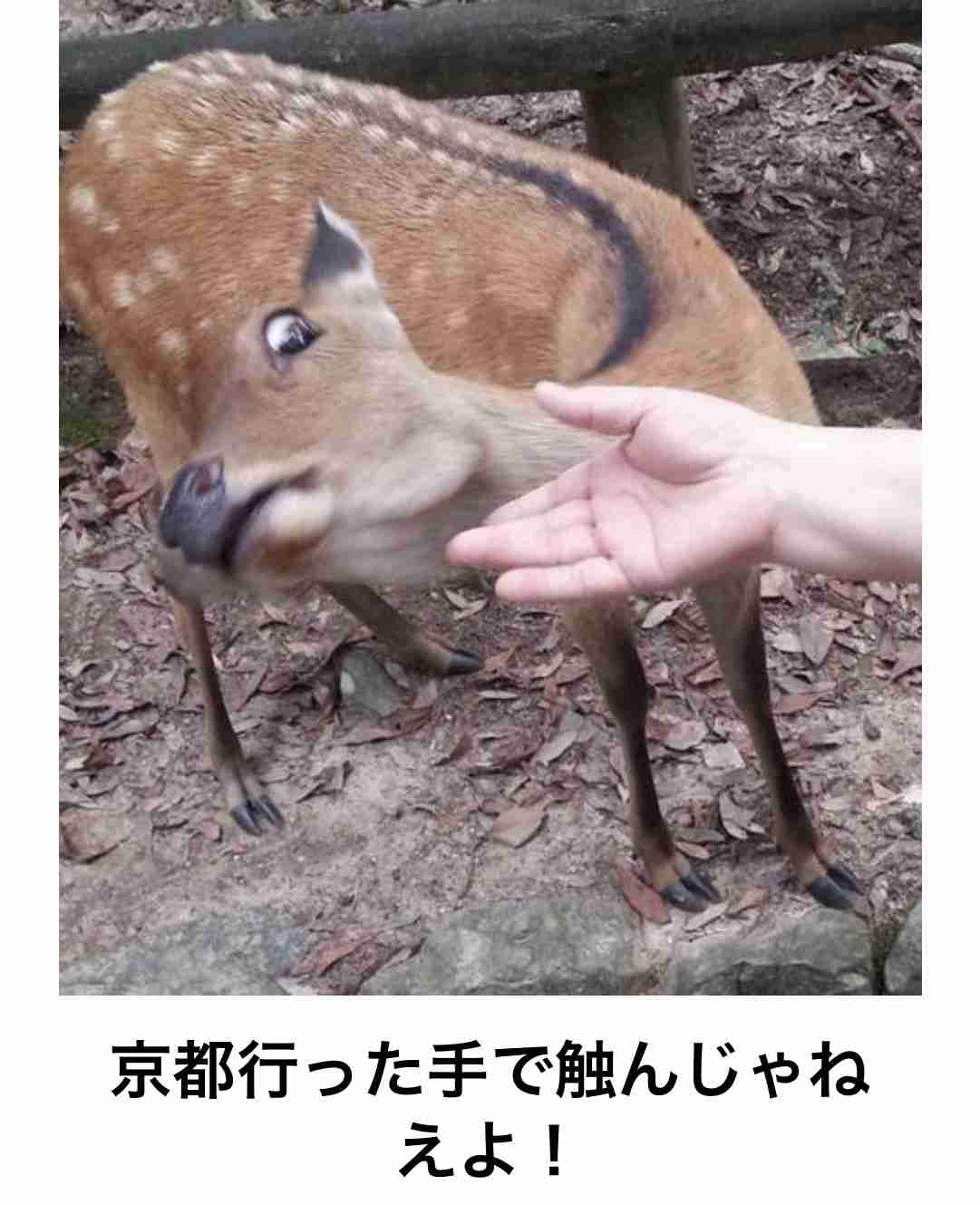 あまり貼られないけど好きな「bokete」の画像貼っていくトピPart21