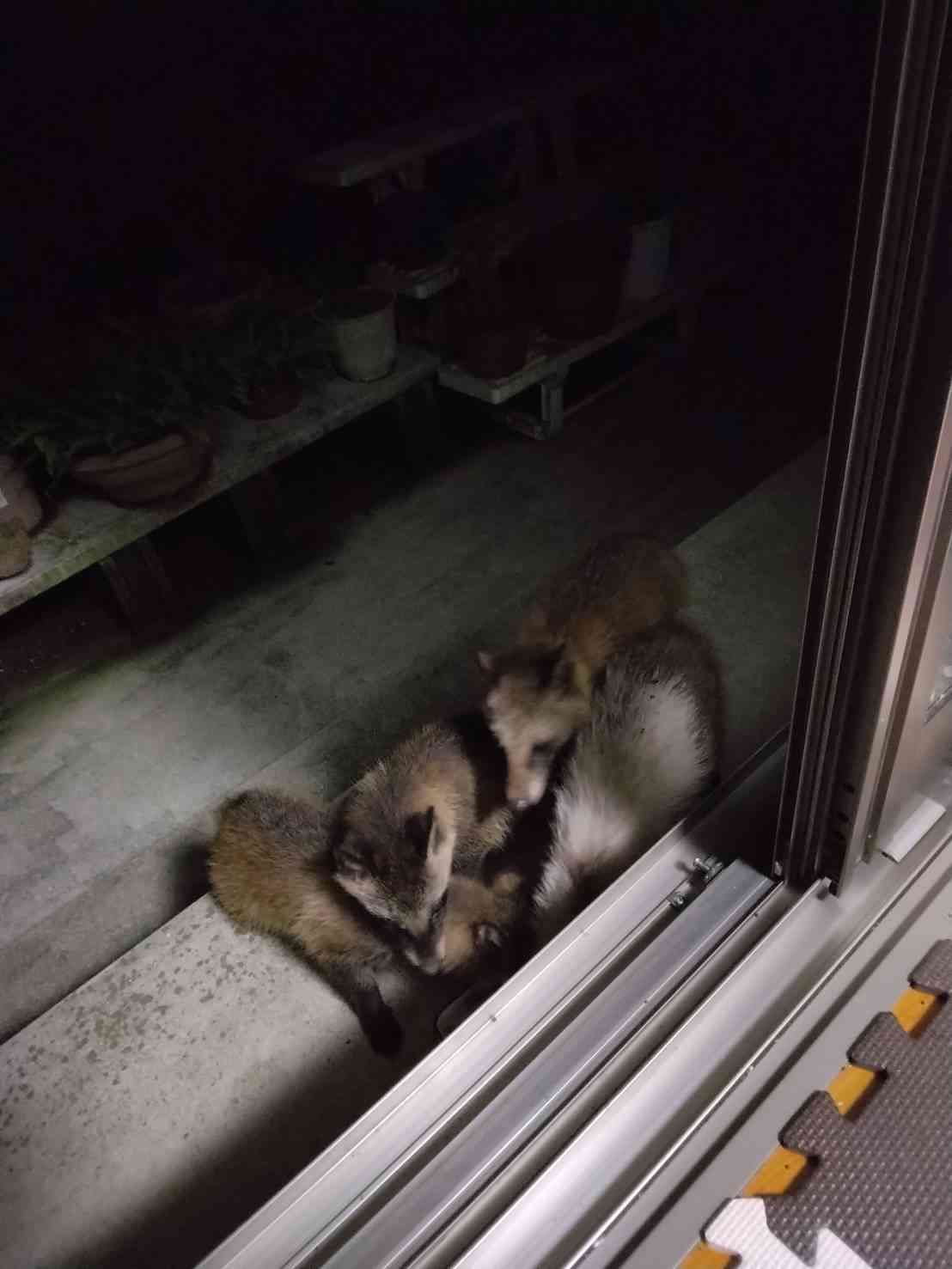 うちの畑にたぬきとアライグマが出たんだけど、たぬきの食事作法が「1個を大事に食べきってから他に手を伸ばす」だったので許した→行動の違いが気になる