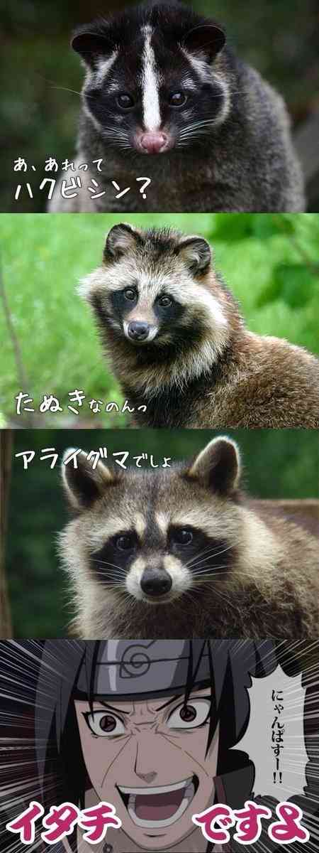 うちの畑にたぬきとアライグマが出たんだけど、たぬきの食事作法が「1個を大事に食べきってから他に手を伸ばす」だったので許した→行動の違いが気になる