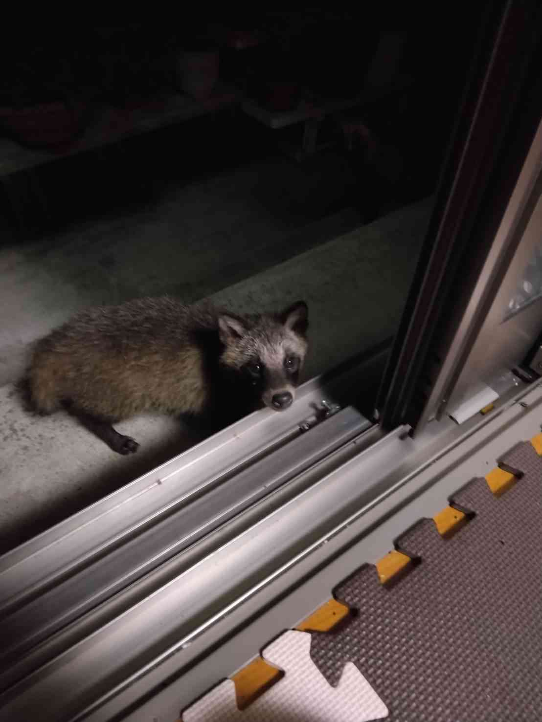 うちの畑にたぬきとアライグマが出たんだけど、たぬきの食事作法が「1個を大事に食べきってから他に手を伸ばす」だったので許した→行動の違いが気になる