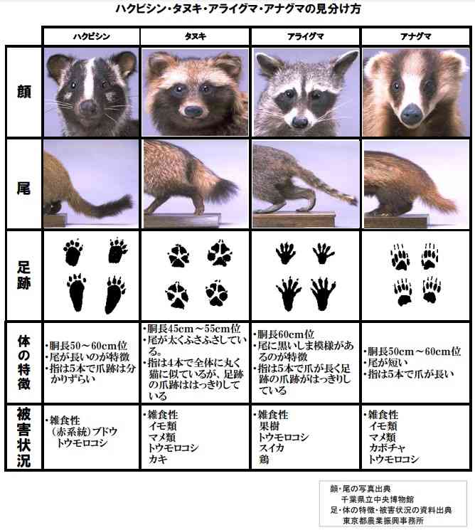 うちの畑にたぬきとアライグマが出たんだけど、たぬきの食事作法が「1個を大事に食べきってから他に手を伸ばす」だったので許した→行動の違いが気になる