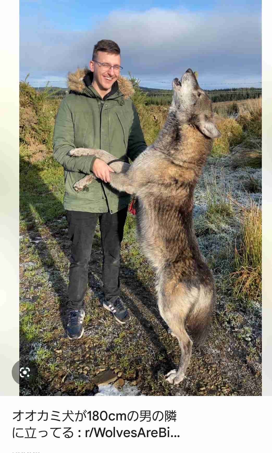 「見つけたら近づかないで」ウルフドッグ逃走 佐賀市東部で複数目撃情報【佐賀県神埼市】