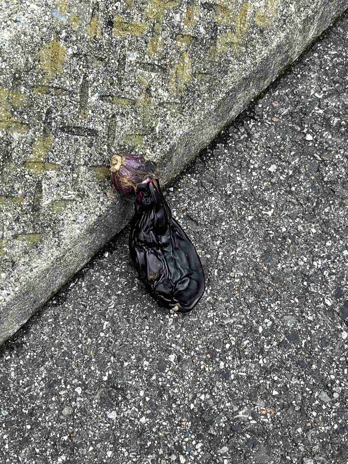 道に落ちていて驚いたもの