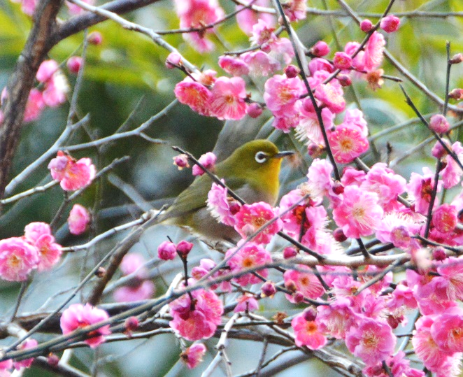 ウグイス鳴きました？