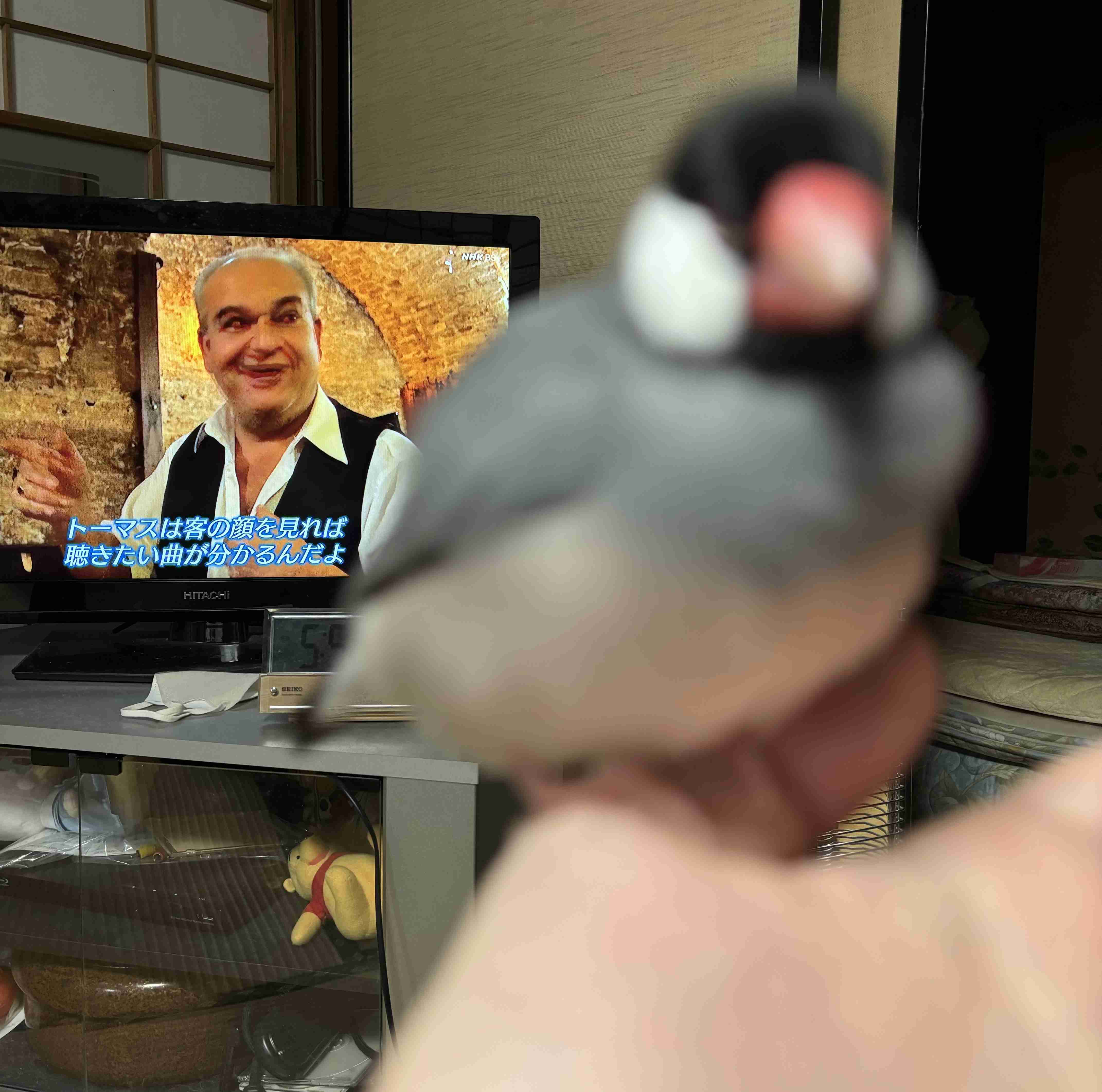 笑える動物たちが見たい！part２