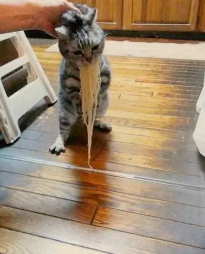 笑える動物たちが見たい！part２