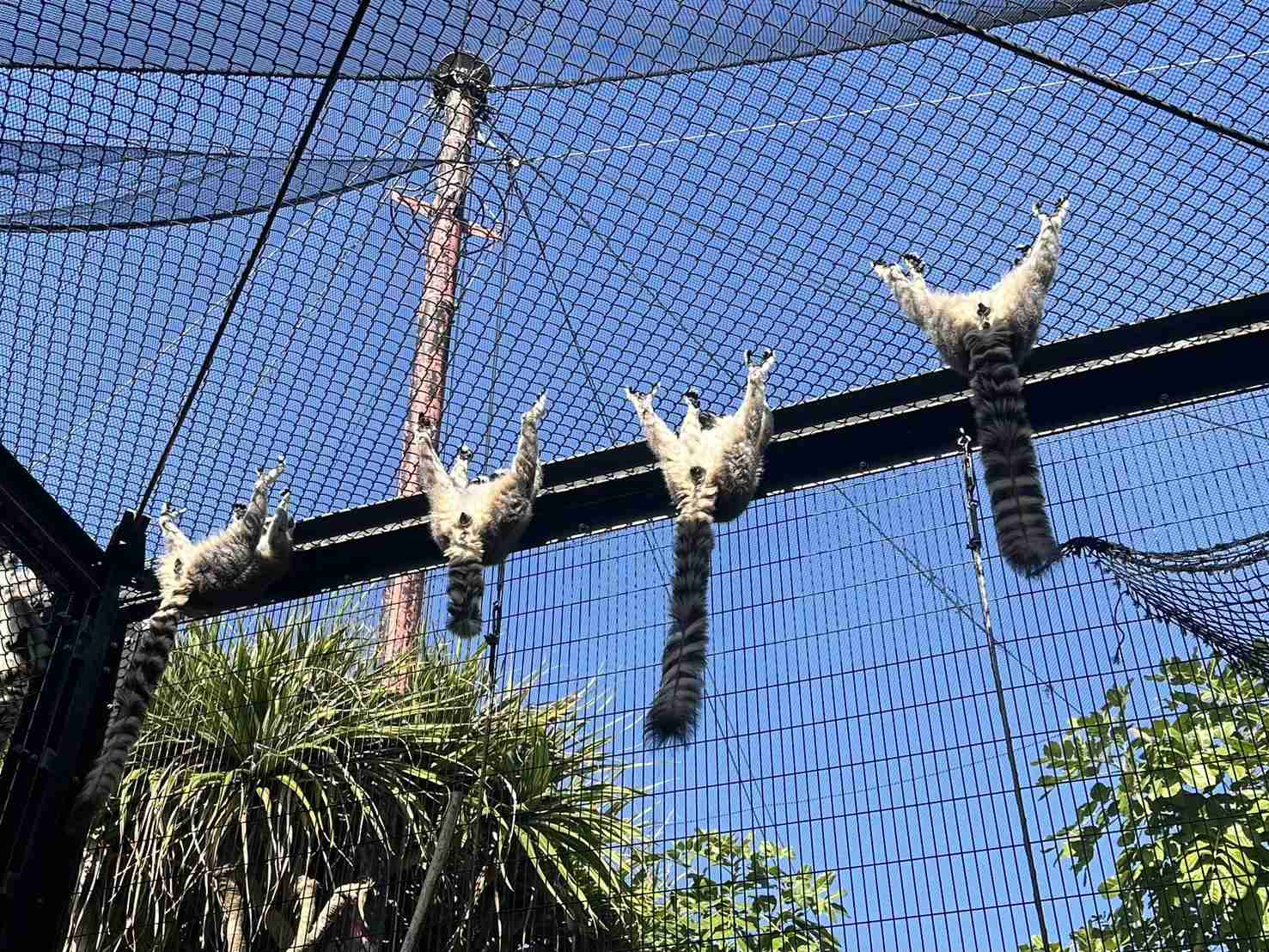 笑える動物たちが見たい！part２