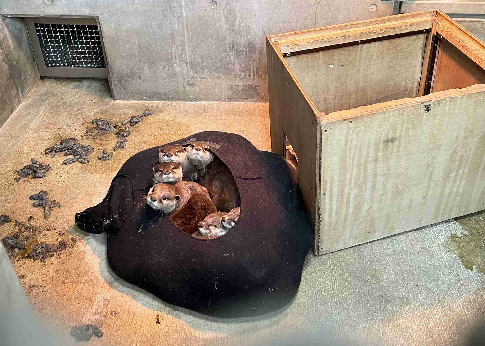 笑える動物たちが見たい！part２