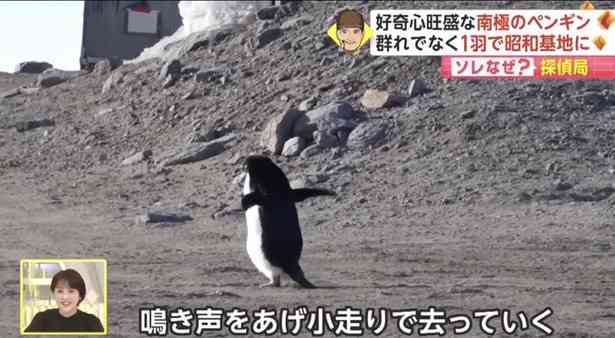 笑える動物たちが見たい！part２