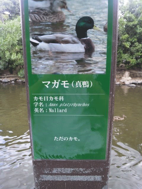 笑える動物たちが見たい！part２