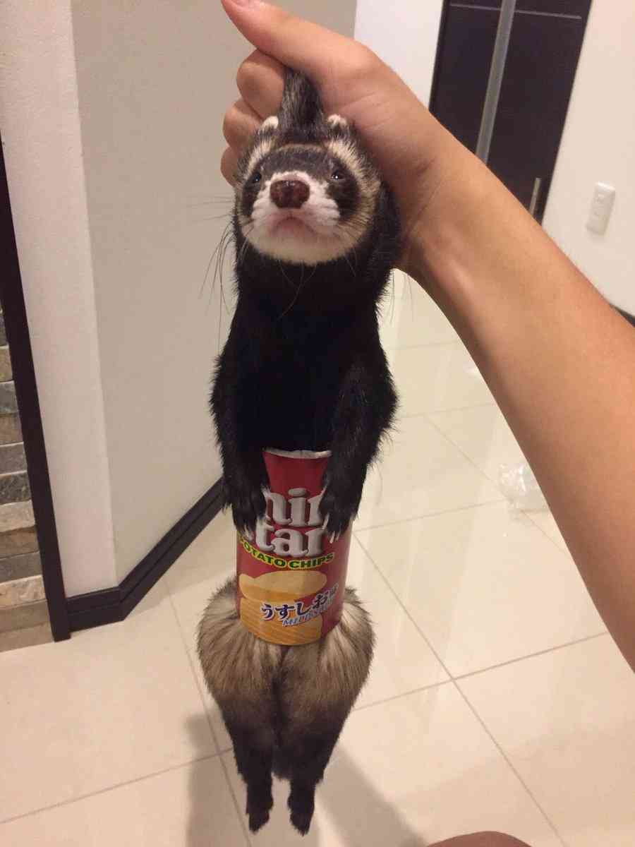 笑える動物たちが見たい！part２
