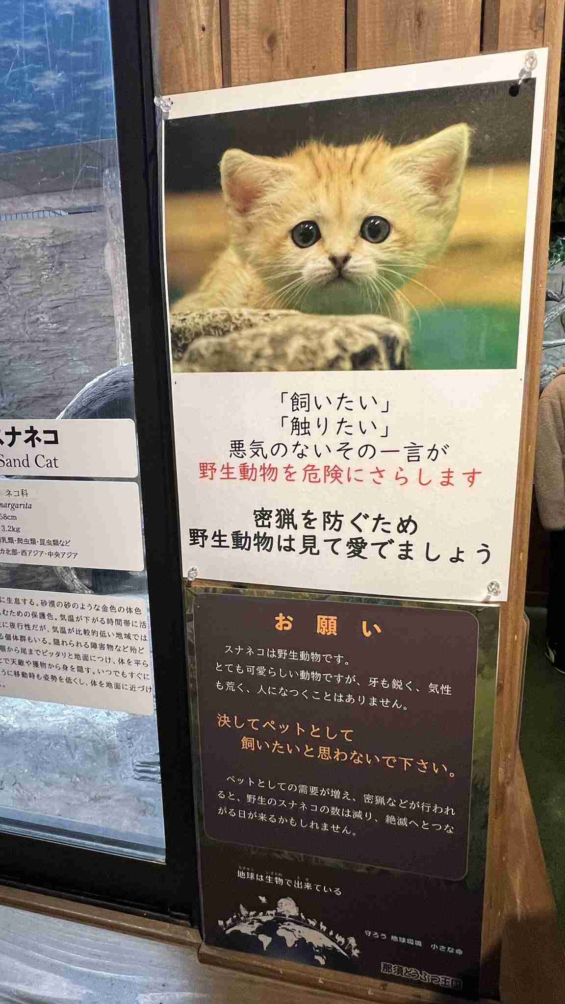 密かなブーム　１匹250万円からの超高級”癒やし”ペット「ビントロング」　別名”クマネコ”の姿