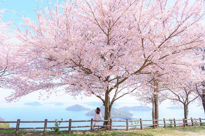 【ネタ可】あなたの好きな木は何ですか？