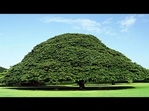 【ネタ可】あなたの好きな木は何ですか？